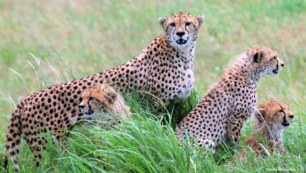 Cheetahs-Wildlife Viewing